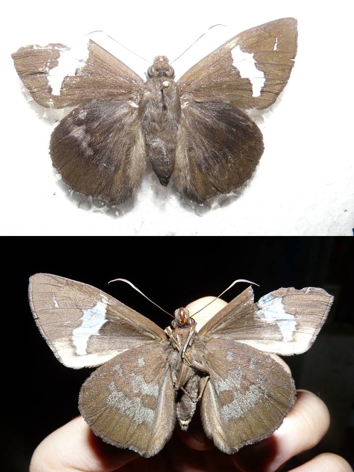 FIGURE 3b FIGURE 3b